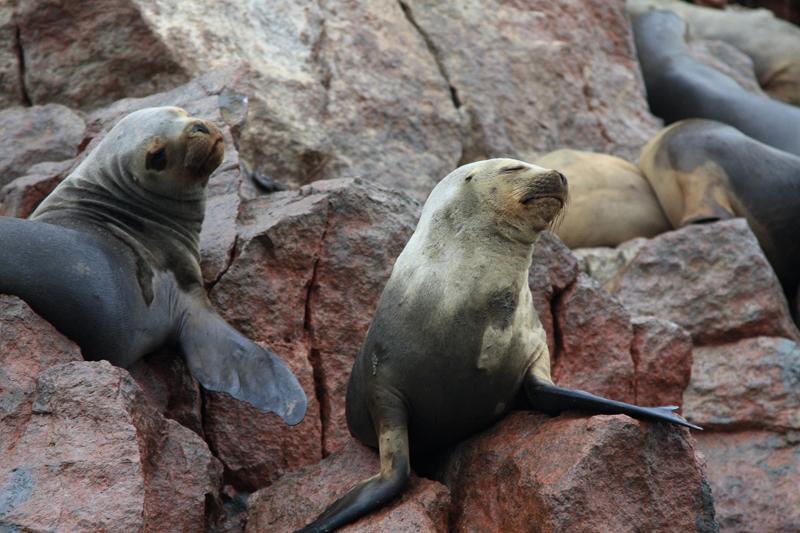 1213-Isole Ballestas,19 luglio 2013.JPG
